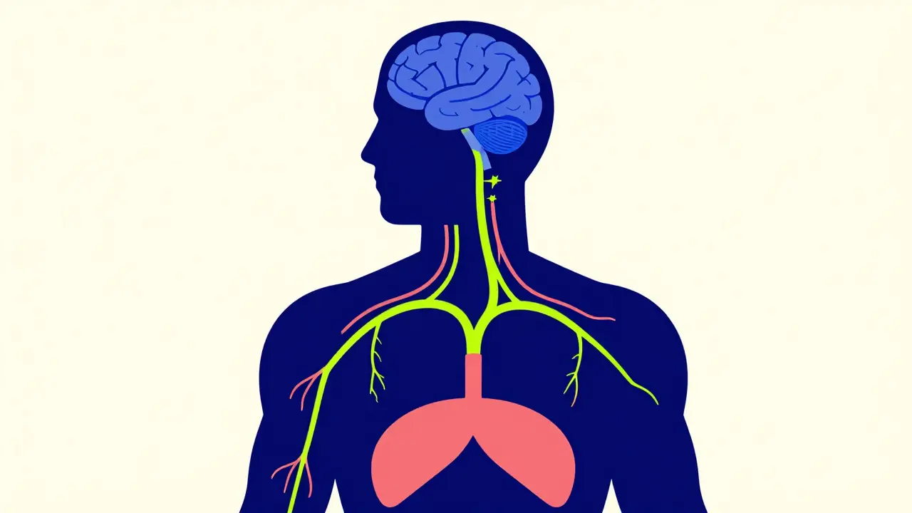 Simplified diagram of the vagus and phrenic nerves connecting the brain to the diaphragm.